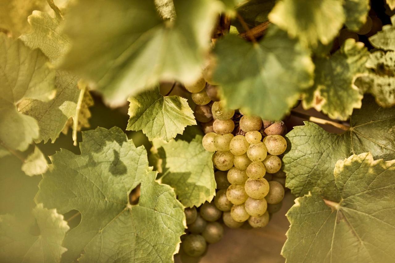 Como Le Montrachet Puligny-Montrachet Luaran gambar